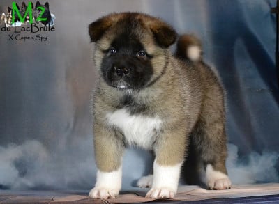 Les chiots de Akita americain
