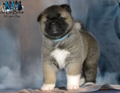Les chiots de Akita americain
