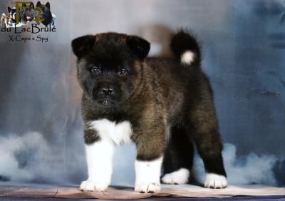 Les chiots de Akita americain