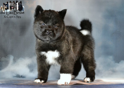 Les chiots de Akita americain