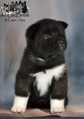 Les chiots de Akita americain