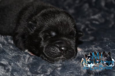 Avec le temps (M1) - Akita americain