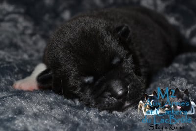 Aux armes et caetera (M2) - Akita americain