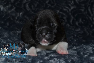 Always Forever (M3) - Akita americain