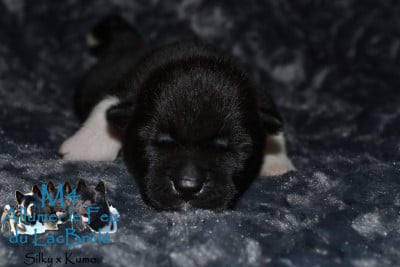 Alumer le feu (M4) - Akita americain