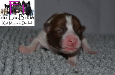 Bangkaew de Thailande