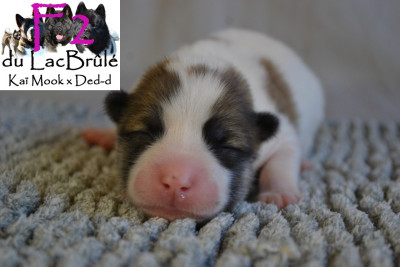 F2 - Bangkaew de Thailande