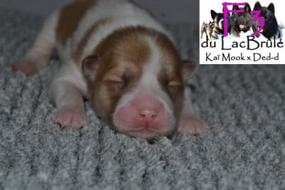 F3 - Bangkaew de Thailande