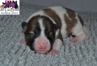 F4 - Bangkaew de Thailande