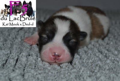 F5 - Bangkaew de Thailande