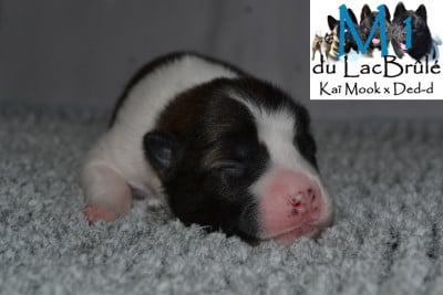 M1 - Bangkaew de Thailande