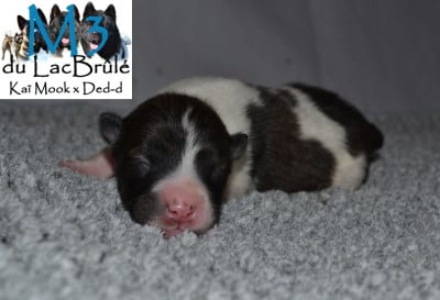 M3 - Bangkaew de Thailande