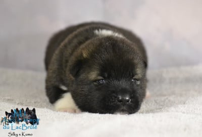 Les chiots de Akita americain