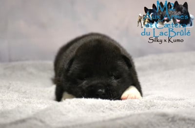 Les chiots de Akita americain