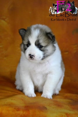 Les chiots de Bangkaew de Thailande