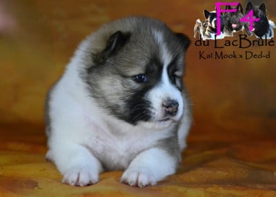 Les chiots de Bangkaew de Thailande