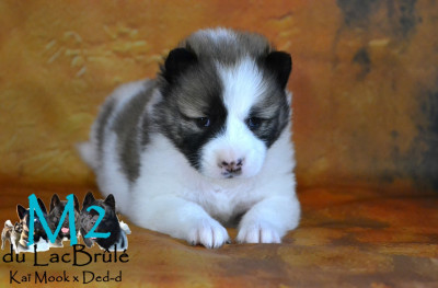 Les chiots de Bangkaew de Thailande