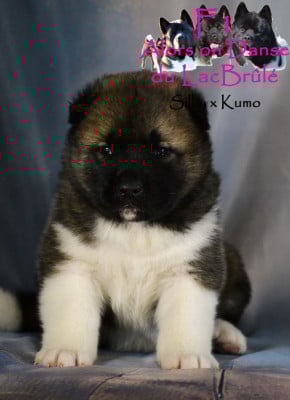 Les chiots de Akita americain