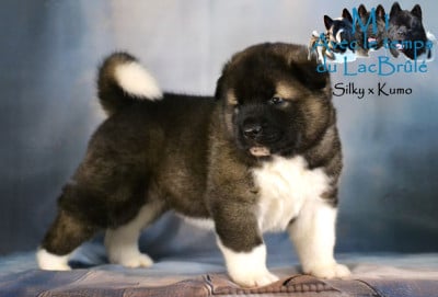 Les chiots de Akita americain