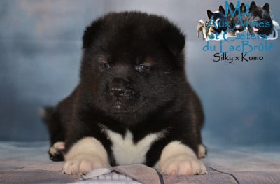 Les chiots de Akita americain