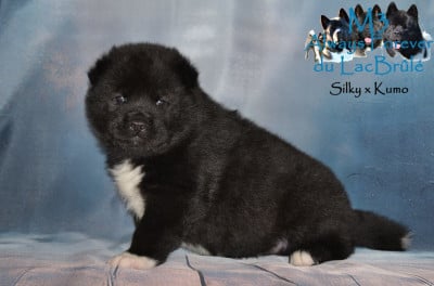 Les chiots de Akita americain