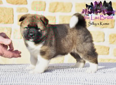 Les chiots de Akita americain
