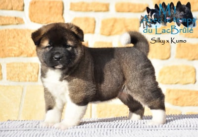 Les chiots de Akita americain