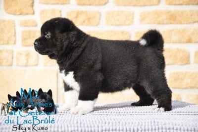Les chiots de Akita americain