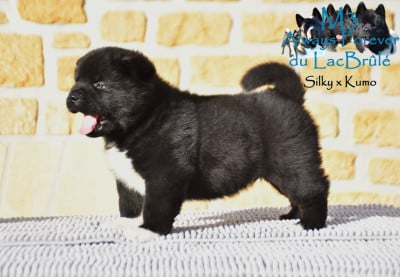 Les chiots de Akita americain