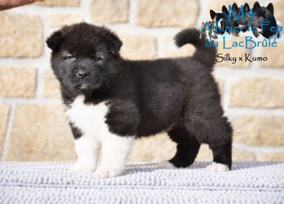 Les chiots de Akita americain
