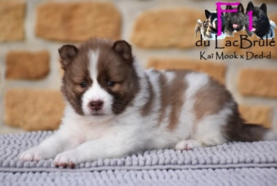 Les chiots de Bangkaew de Thailande