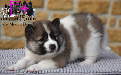 Les chiots de Bangkaew de Thailande