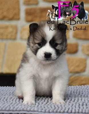 Les chiots de Bangkaew de Thailande