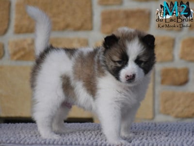 Les chiots de Bangkaew de Thailande