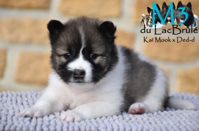 Les chiots de Bangkaew de Thailande