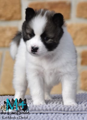 Les chiots de Bangkaew de Thailande