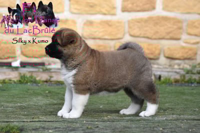 Les chiots de Akita americain