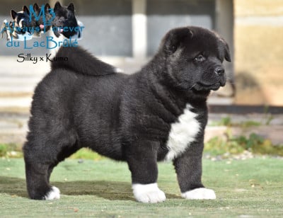 Les chiots de Akita americain