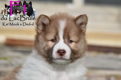 Les chiots de Bangkaew de Thailande