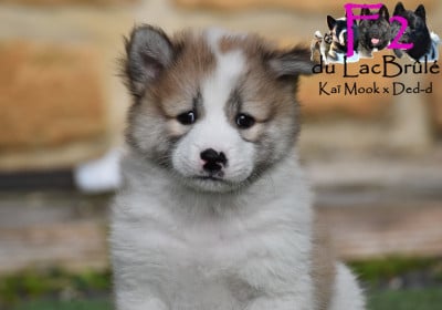 Les chiots de Bangkaew de Thailande