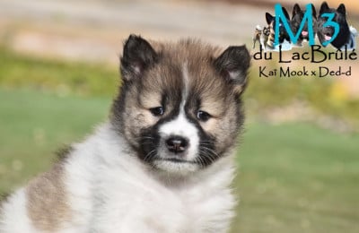 Les chiots de Bangkaew de Thailande