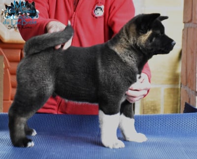 Les chiots de Akita americain