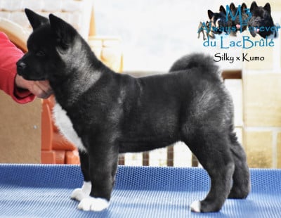 Les chiots de Akita americain