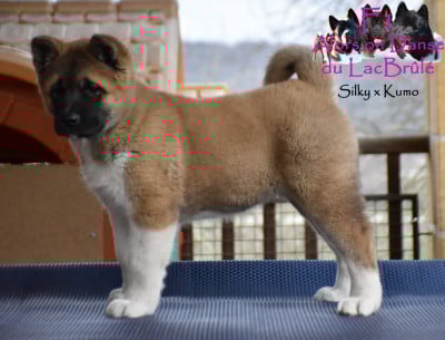Les chiots de Akita americain