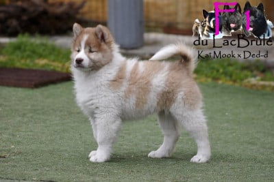 Les chiots de Bangkaew de Thailande