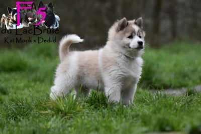 Les chiots de Bangkaew de Thailande