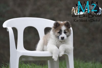 Les chiots de Bangkaew de Thailande