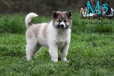 Les chiots de Bangkaew de Thailande