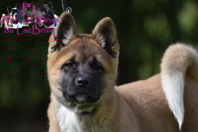 Les chiots de Akita americain