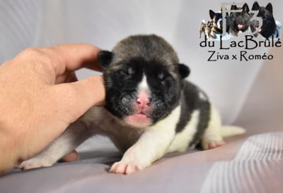 Les chiots de Akita americain